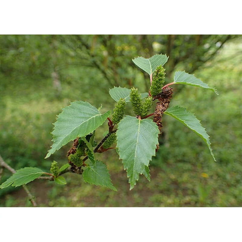 Betula Ermanii (Goudberk)-3
