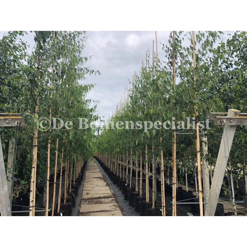 Betula Pendula Laciniata (Dalecarlica Berk)-1
