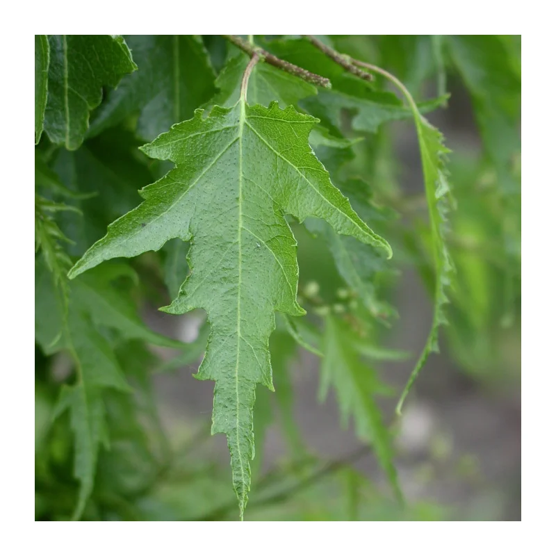 Betula Pendula Laciniata (Dalecarlica Berk)-2