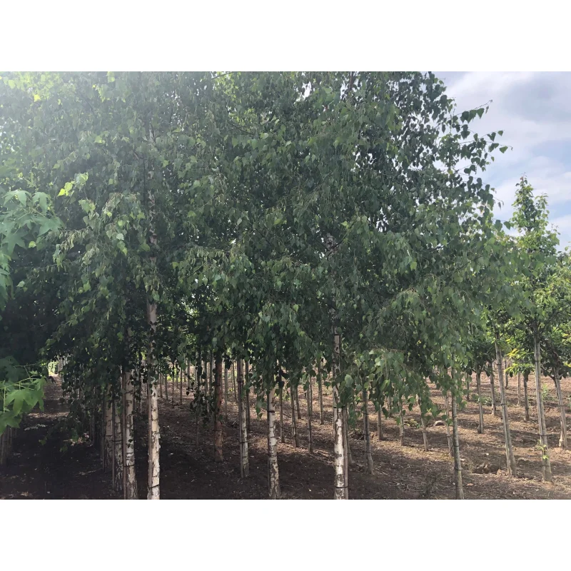 Betula Pendula Zwitsers Glorie (Berk)-2