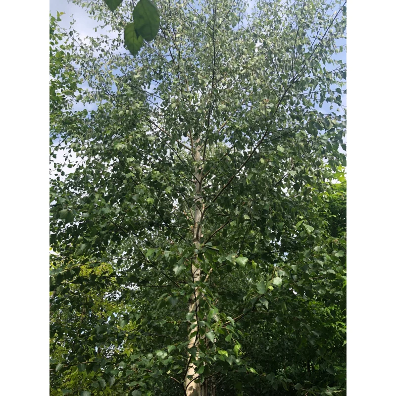 Betula Pendula Zwitsers Glorie (Berk)-3