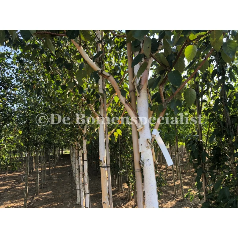 Betula Utilis Jacquemontii (Witte Berk)-2