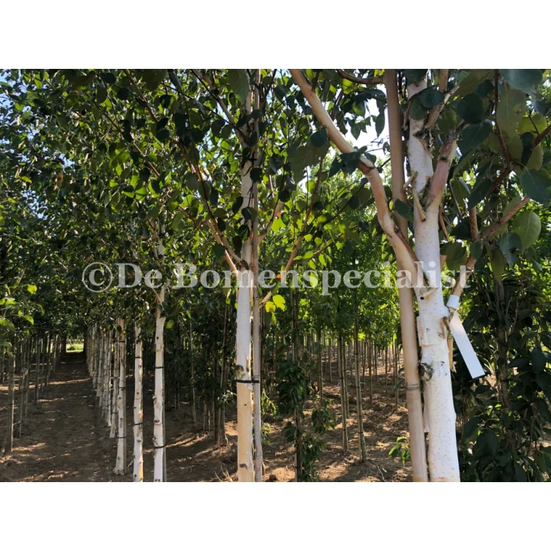Betula Utilis Jacquemontii (Witte Berk)-3