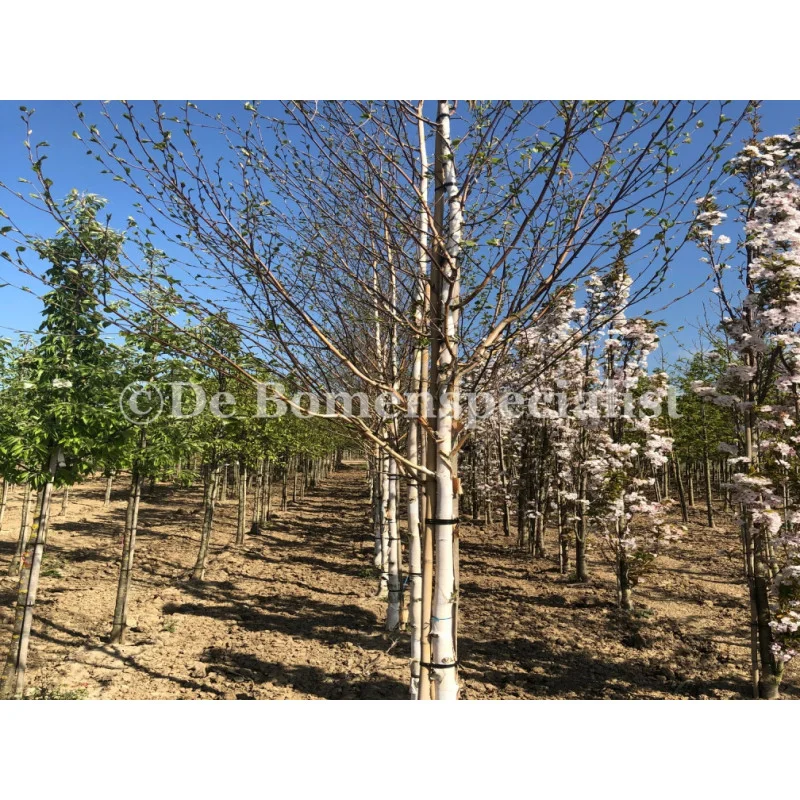 Betula Utilis Jacquemontii (Witte Berk)-4