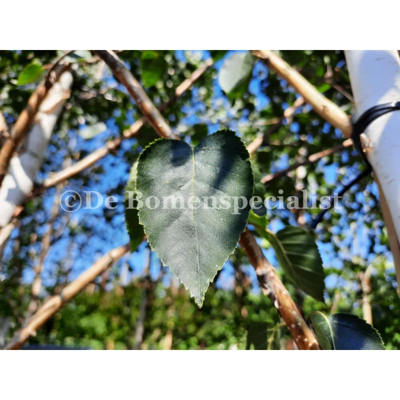Betula Utilis Jacquemontii (Witte Berk)-5
