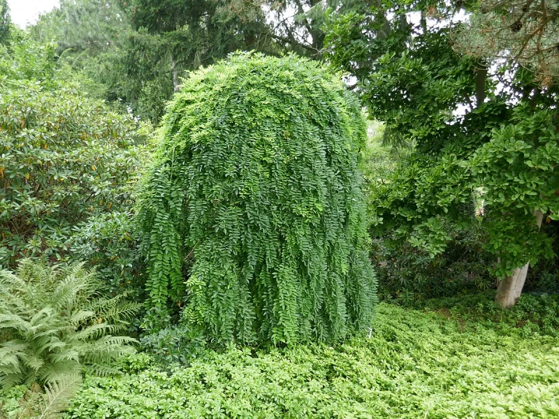 Caragana Arborescens Pendula (Erwtenstruik)-1