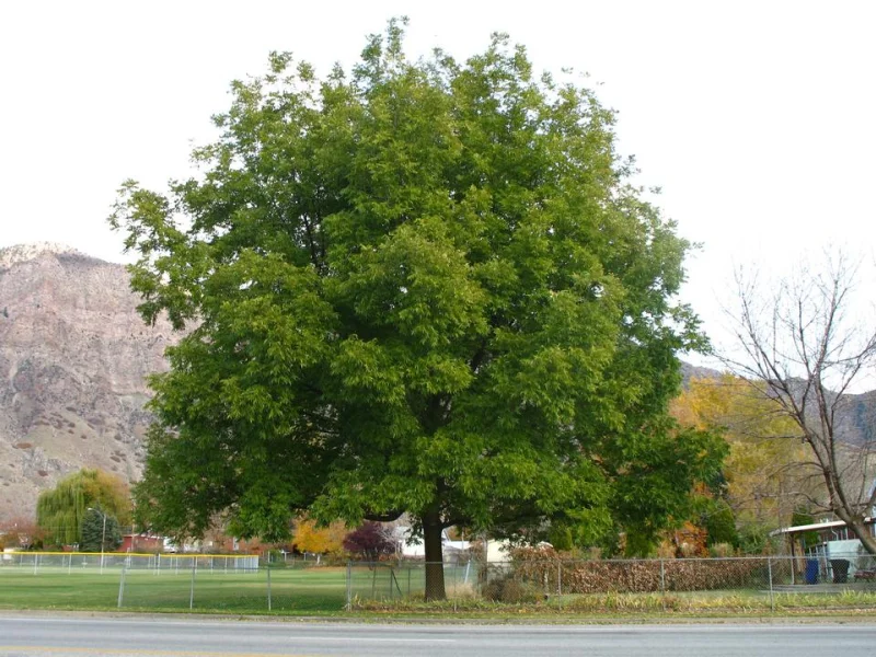 Carya Illinoinensis (Pecannoot)-1