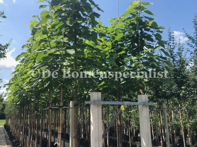 Catalpa Erubescens Purpurea (Trompetboom Roodbladig)-1