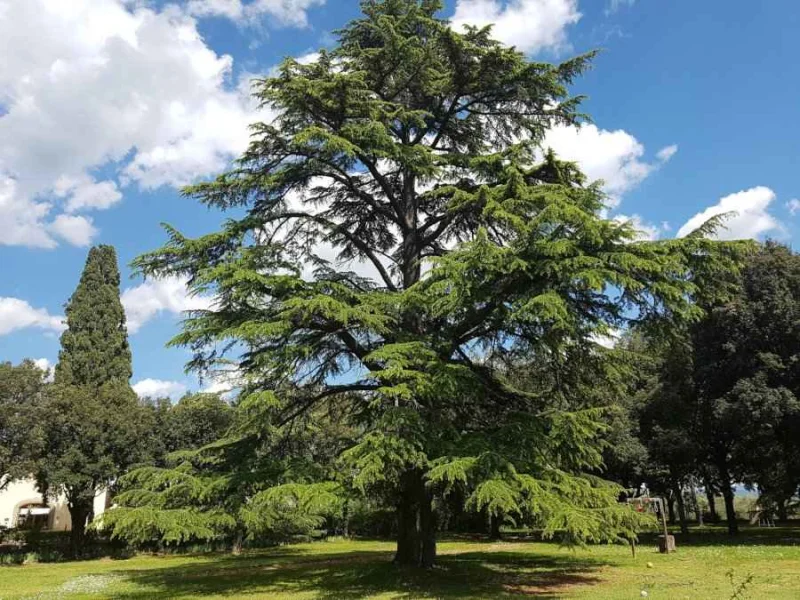 Cedrus Deodara (Himalayaceder)-1