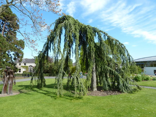 Cedrus Libani Glauca Pendula (LibanonCeder)-1