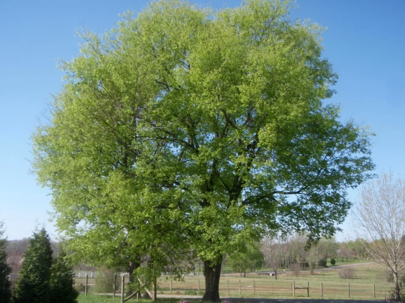 Celtis Australis (Oosterse Netelboom / Zwepenboom)-1