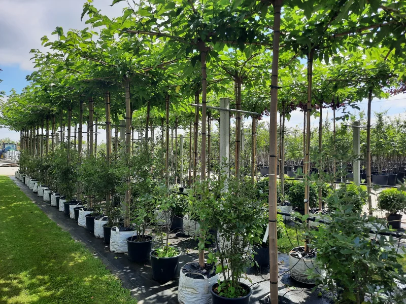 Morus Alba Fruitless dakboom (Dakmoerbei)-2
