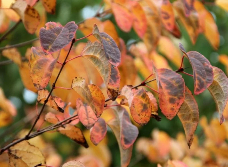 Cercidiphyllum Japonicum Pendulum (Katsuraboom Treurvorm)-1