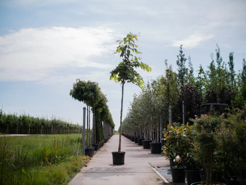 Cercis Chinensis Avondale (Chinese Judasboom)-1