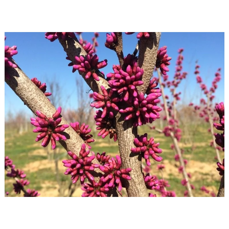 Cercis Chinensis Avondale (Chinese Judasboom)-2