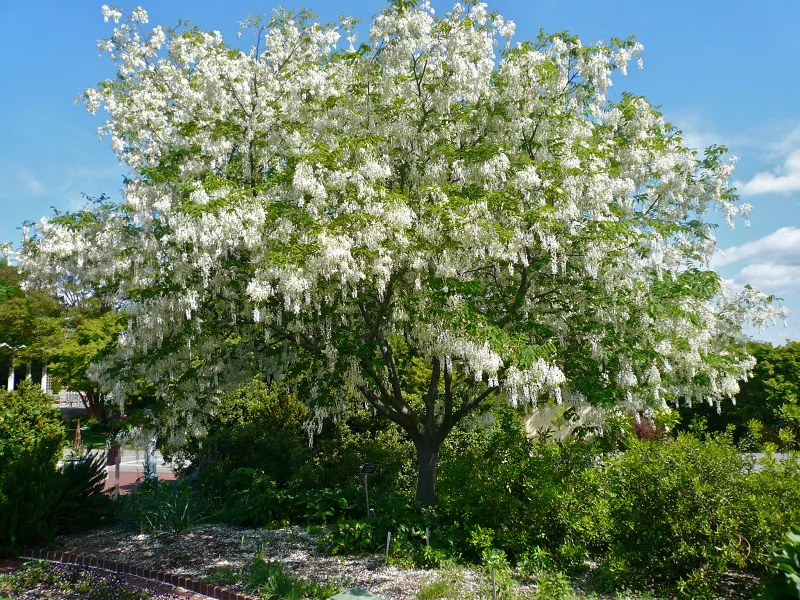 Cladrastis Kentukea (Geelhout)-1