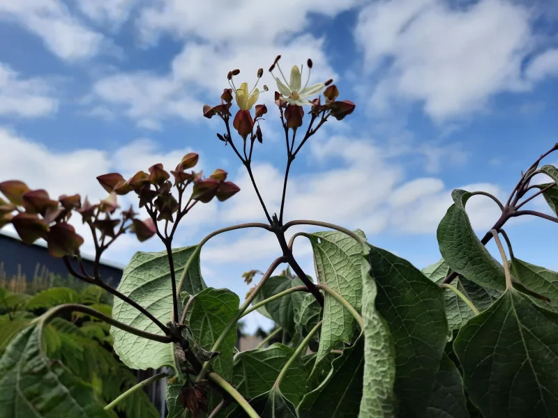 Clerondendrum Trichotomum Fargesii (Pindakaasboom)-1