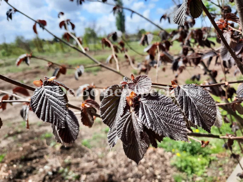 Corylus Avellana Pendula (Hazelnoot)-1
