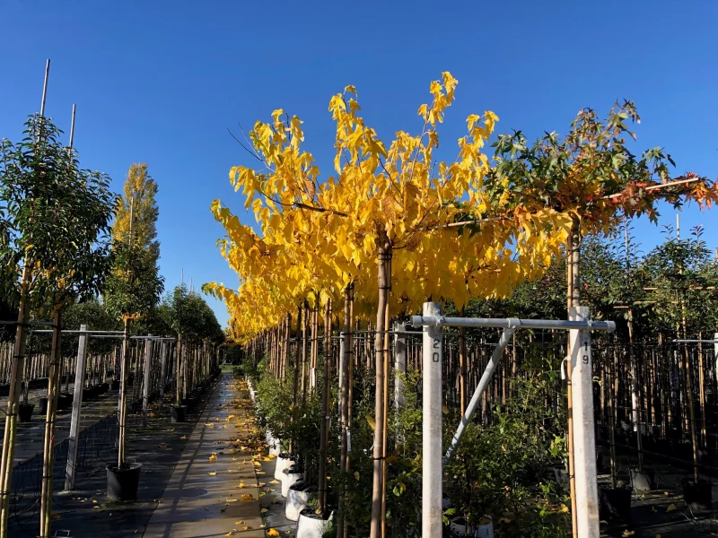 Morus Alba Fruitless dakboom (Dakmoerbei)-4