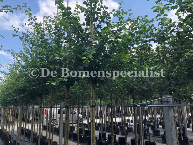 Crataegus Monogyna Compacta (Eenstijlige Meidoorn)-1