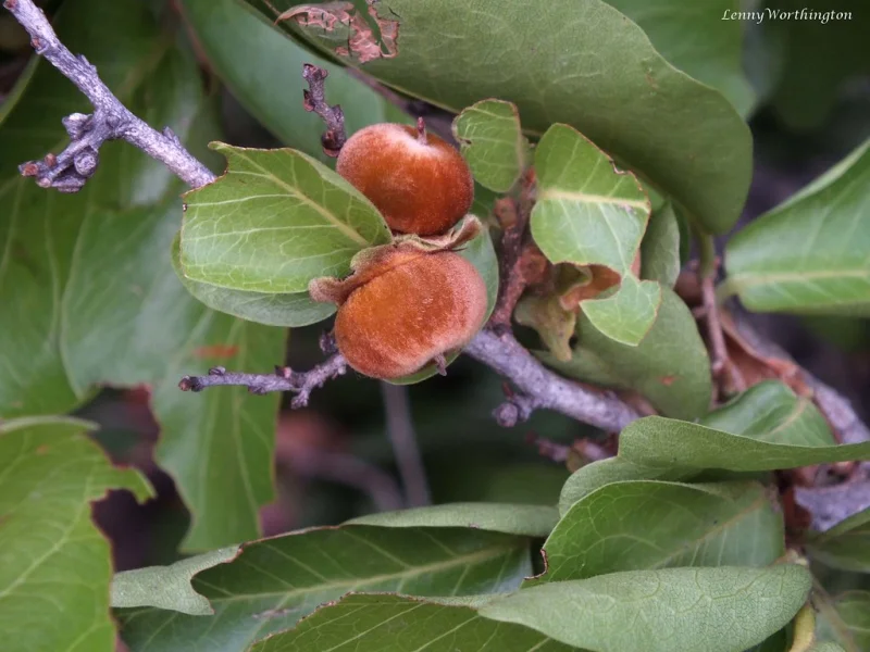 Diospyros Lotus (Godenpeer)-1