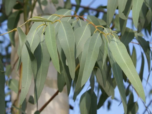 Eucalyptus Gunnii (Cider Eucalyptus)-1