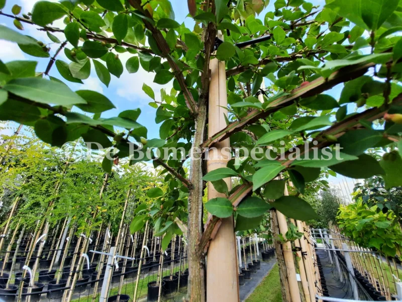 Euonymus Europaeus (Wilde Kardinaalsmuts)-2