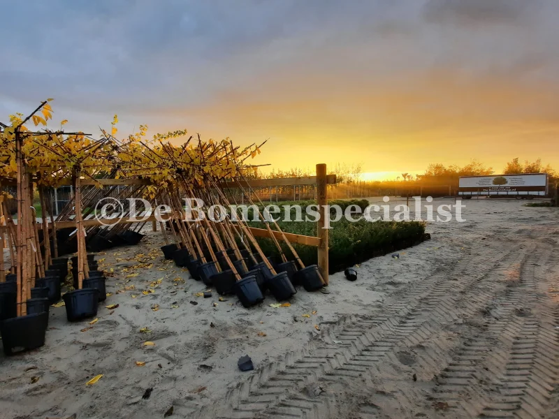 Morus Alba Fruitless dakboom (Dakmoerbei)-5