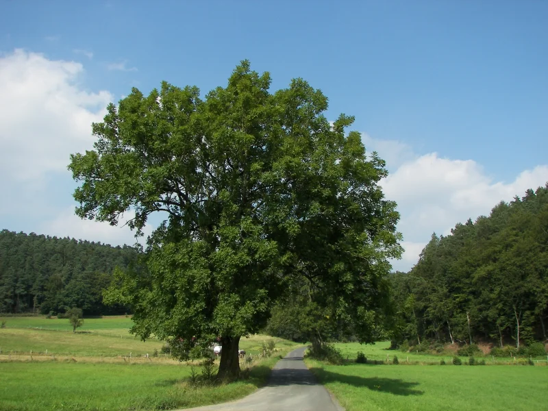 Fraxinus Americana Autumn Applause (Amerikaanse Es)-1
