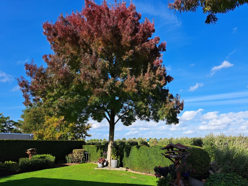 Fraxinus Americana Autumn Purple (Amerikaanse Es)-2