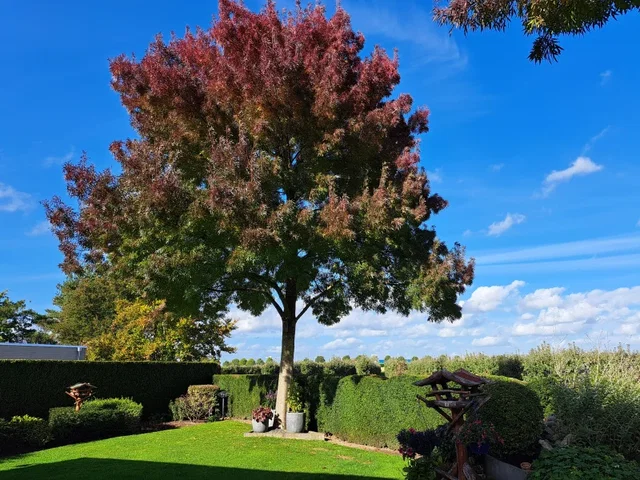 Fraxinus Americana Autumn Purple (Weiß-Esche)
