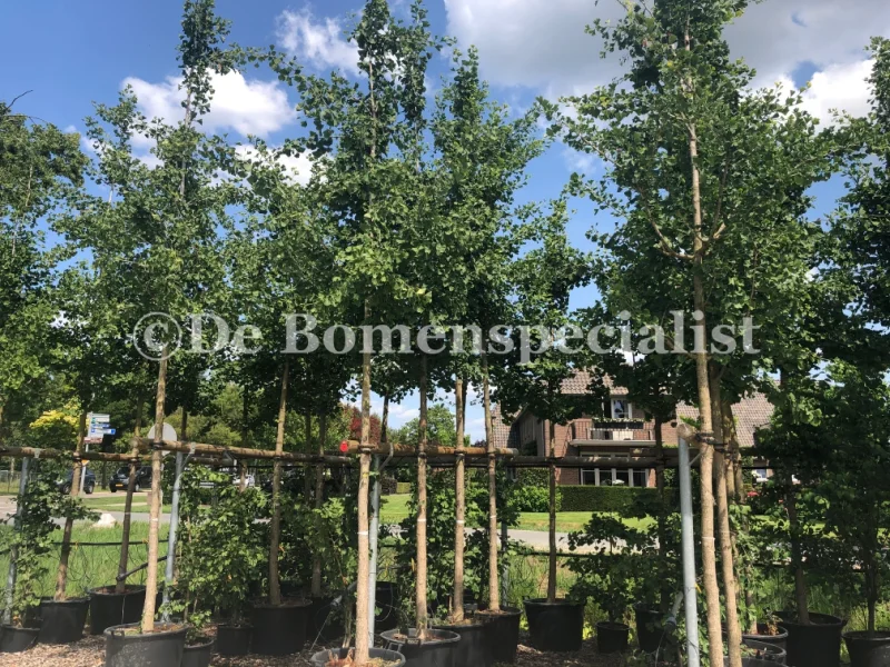 Ginkgo Biloba Autumn Gold (Japanse Notenboom)-2