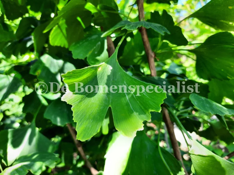 Ginkgo Biloba Autumn Gold (Japanse Notenboom)-3