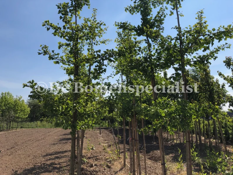 Ginkgo Biloba Pendula (Japanse Notenboom)-1