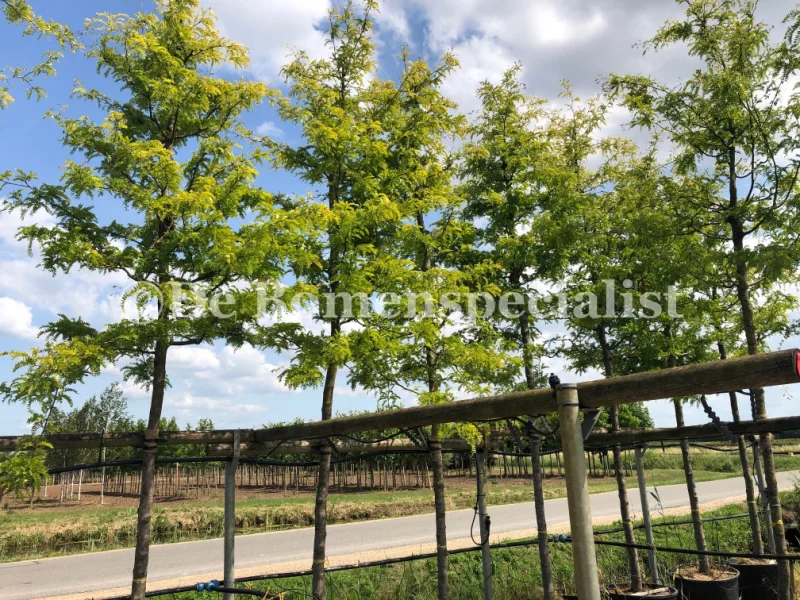 Gleditsia Triacanthos Shademaster (Valse Christusdoorn)-1