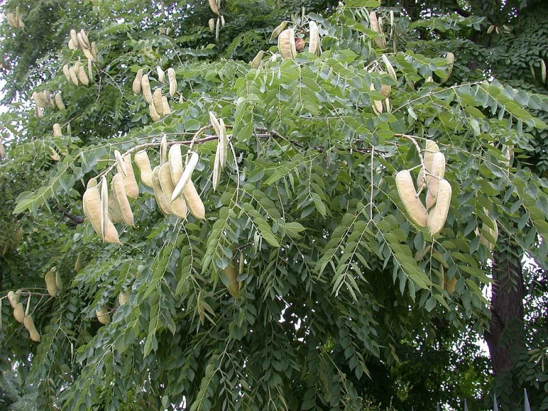 Gymnocladus Dioica (Doodsbeenderenboom)-1