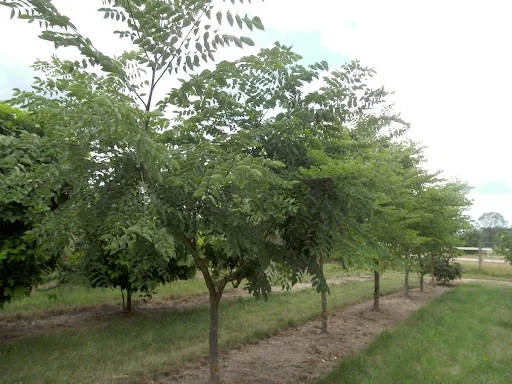 Gymnocladus Dioica (Doodsbeenderenboom)-2