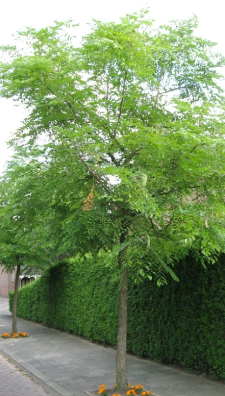 Gymnocladus Dioica (Doodsbeenderenboom)-3