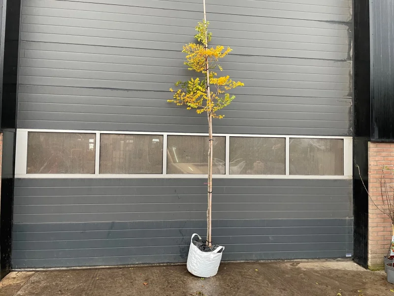 Gymnocladus Dioica (Doodsbeenderenboom)-4