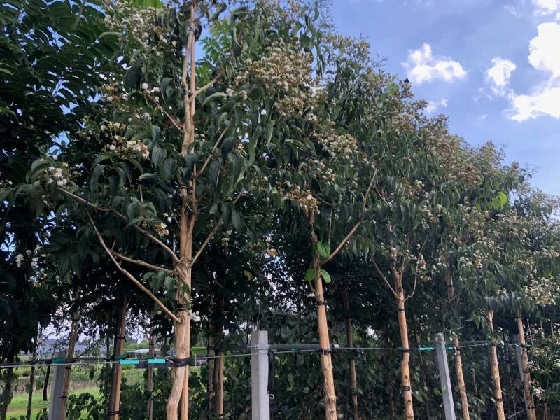 Heptacodium Miconioides (Zevenzonenboom)
