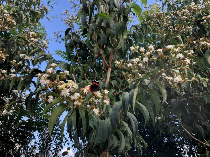 Heptacodium Miconioides (Zevenzonenboom)