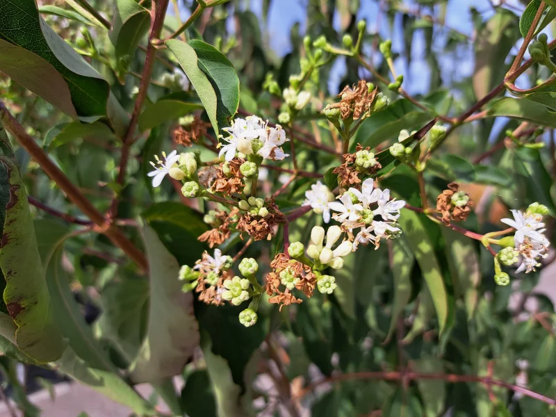 Heptacodium Miconioides (Zevenzonenboom)-3
