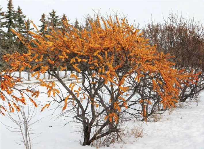 Hippophae Rhamnoides (Duindoorn)-1