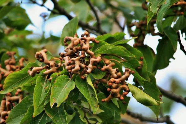 Hovenia Dulcis (Japanse Rozijnenboom)-1