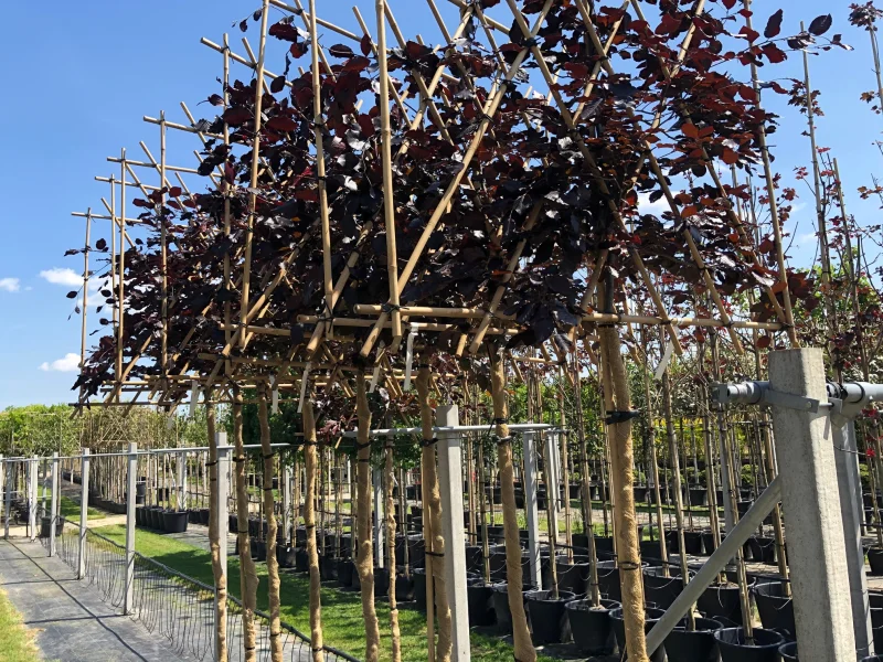 Fagus Sylvatica Atropunicea Leibeuk (Rode Bladhoudende Leibeuk)