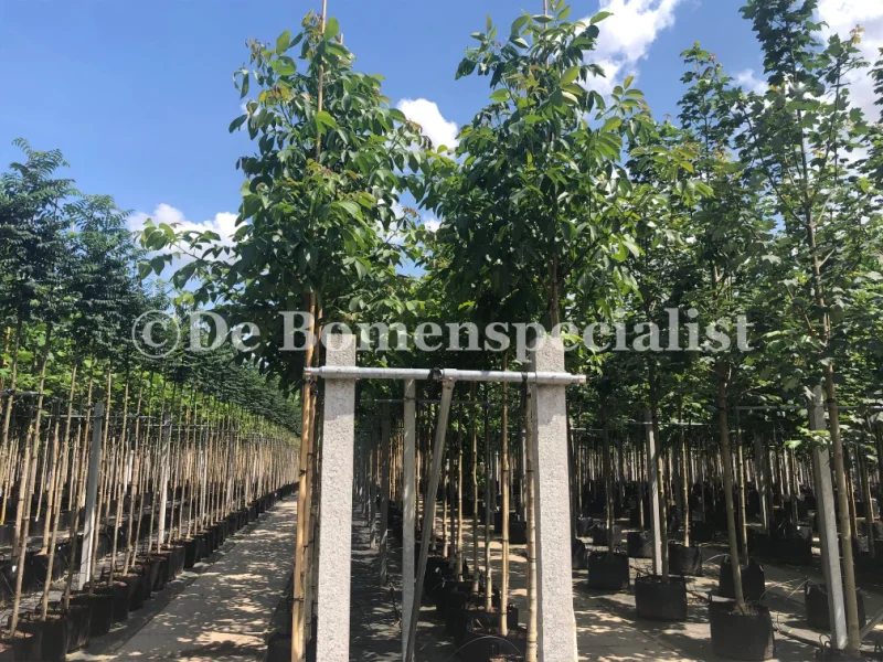 Juglans Regia Jupiter (Walnoot)-1