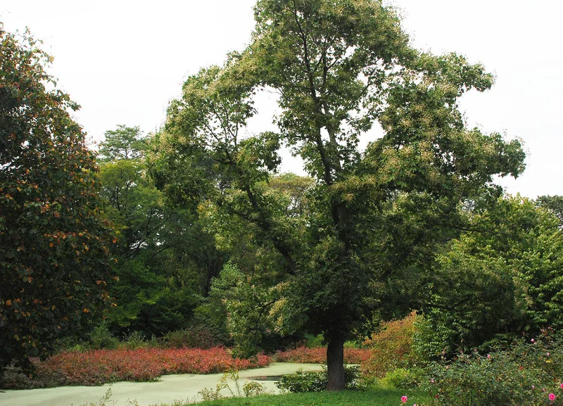 Kalopanax Septemlobus (Stekelboom)-1