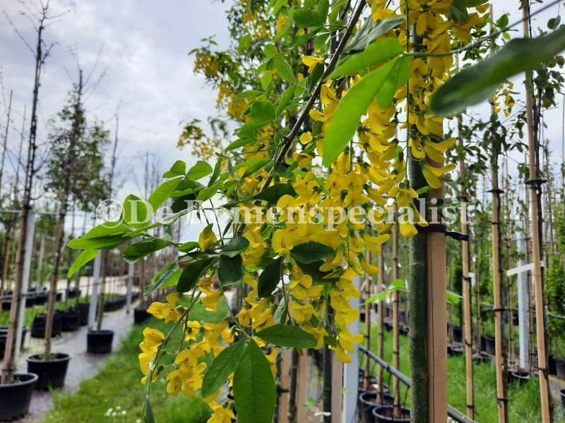 Laburnum Alpinum Pendulum (Goudenregen)-1