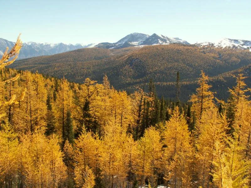 Larix Decidua (Europese Larix)-1