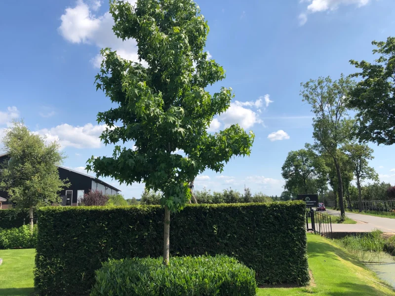 Liquidambar Styraciflua Palo Alto (Amberboom)